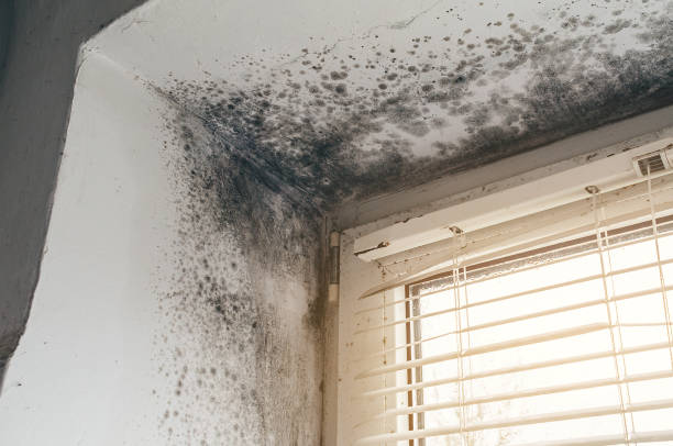 Affordable Attic Mold Remediation solutions in Augusta, GA